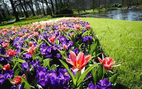 LISSE â€“ De bloembollententoonstelling Keukenhof wordt woensdagmiddag officieel geopend door de burgemeester van Lisse. Acht weken lang kunnen bezoekers hun hart ophalen aan een zee van tulpen, hyacinten, narcissen, krokussen en blauwe druifjes. Foto’s R