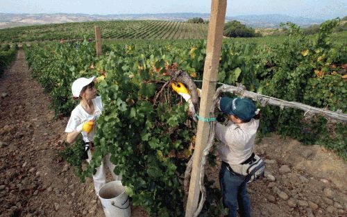 MONTALCINO - Italiaanse plukkers oogsten druiven in Montalcino, een plaats in Midden-ItaliÃ«. De wijn van deze druiven wordt al jaren geprezen, maar zijn positie staat onder druk. Verlaging van de prijzen biedt een oplossing, maar het zal nog wel even dur