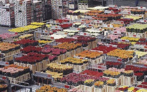 NAALDWIJK â€“ In de hallen van FloraHolland in Naaldwijk staan stapelwagens met snijbloemen te wachten op verder transport naar de consument. Ondanks een stagnerende omzet verwacht de bloemenveiling dat Nederland het centrum blijft van de wereldwijde bloe