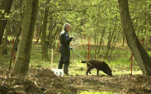 OPGLABBEEK â€“ Een Belgische politieman zoekt in een natuurgebied bij het Belgische Opglabbeek met een speurhond naar de plaats waar mogelijk lichamen in de grond zitten. Het bos zou door criminelen na moorden als â€˜begraafplaats’ zijn gebruikt. Foto ANP