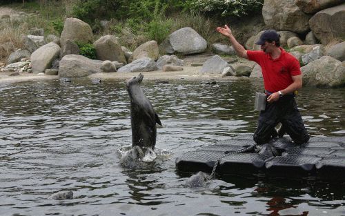 HARDERWIJK - Ruim 2000 bezoekers van de RMU-familiedag bewonderden afgelopen zaterdag in het Dolfinarium in Harderwijk de kunsten van dolfijnen, zeeleeuwen, walrussen en zeehonden. De reformatorische vakorganisatie belegde ’s ochtends een minisymposium me