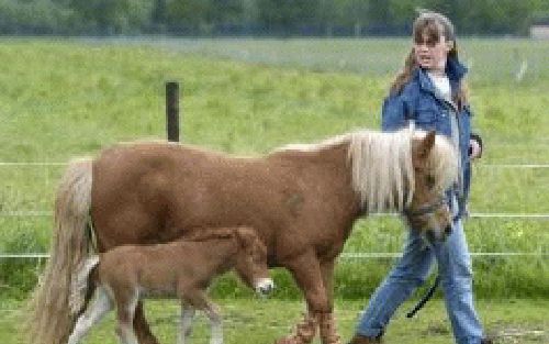 SCHOONOORD - De 12-jarige shetlandpony Vosje wandelt dinsdag in Schoonoord met haar nieuwe orthopedische schoeisel, samen met eigenaresse Riekie van Bunnik en haar pasgeboren, nog naamloze veulentje. Vosje, die lijdt aan hoefbevangenheid en daardoor slech