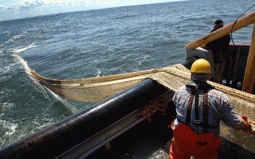 Haringvangst. Nederland overschrijdt voor het derde jaar op rij de Europese quota voor visvangst. Vooral bij haringvangst overschrijden Nederlandse vissers de toegestane limieten met iets minder dan 1 tot iets meer dan 4 procent, afhankelijk van de visser