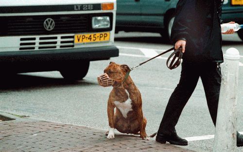 â€¦op straat is een duidelijke opmars van agressieve honden te zienâ€¦