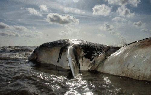 NOORDWIJK - Op het strand van Noordwijk is donderdagavond een potvis aangespoeld. Het dier is ongeveer 15 meter lang. De politie overweegt het dier te bedekken met zand omdat er sprake is van stank. Hoe de potvis moet worden afgevoerd, is nog onduidelijk.