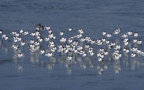 LELYSTAD â€“ Honderden bezoekers gingen het afgelopen weekend mee op excursies tijdens het Vogelfestival in de Oostvaardersplassen. Zij zagen daarbij bijzonderheden als de visarend, de wespendief, de ijsvogel en de zwarte ooievaar. Soorten als grote en kl