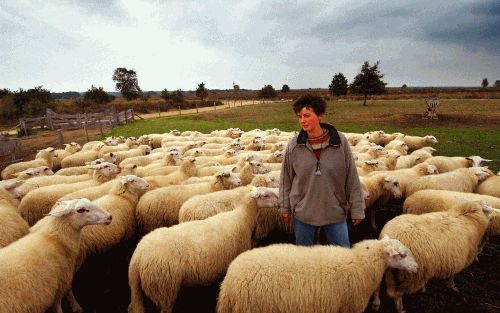 ERMELO â€“ Herderin Marion Derks: „Onder schapen bestaat een rangorde. Het zijn telkens dezelfde dieren die vooroplopen.” Foto Dick Vos