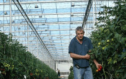 TINTE â€“ De Tintse tuinder G. J. M. van Ruijven teelt trostomaten. Rond de kortste dag van het jaar verlicht hij de planten van 1 uur ’s nachts tot 5 uur ’s middags met 4000 lampen van 600 watt. Zijn omgeving is niet erg gecharmeerd van de lichtkegel die