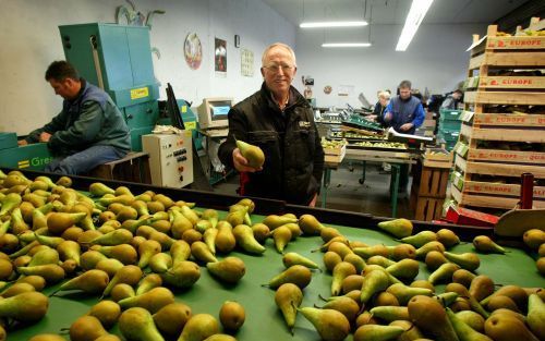 BUURMALSEN â€“ Van Haarlem toont een deel van de fraaie perenoogst. Het sorteren gaat in zijn bedrijf het hele jaar door. Foto RD, Anton Dommerholt