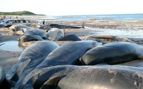 SEA ELEPHANT BAY - Meer dan honderd walvissen en dolfijnen zijn zondag op het strand van het Zuid-Australische TasmaniÃ« gestrand en daardoor gestorven. Foto EPA