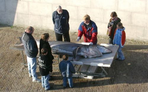 DEN HELDER â€“ Bij Petten werd zaterdag een zeldzame reuzenhaai gevonden. Het nog jonge dier heeft een lengte van 3,65 meter. Het dode beest wordt de komende tijd bij het zeeaquarium in Den Helder tentoongesteld. Foto ANP