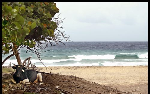 ORANJESTAD â€“ Koe op het strand van Sint Eustatius. Foto RD, Henk Visscher