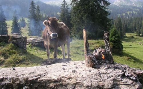 Dromerige koe in een alpenweide.