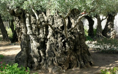 JERUZALEM â€“ Eeuwenoude olijfbomen in de Hof van GethsÃ©manÃ©. Egeria, een vermoedelijk uit Spanje afkomstige vrouw, bezocht deze plek al in de vierde eeuw. Foto Alfred Muller