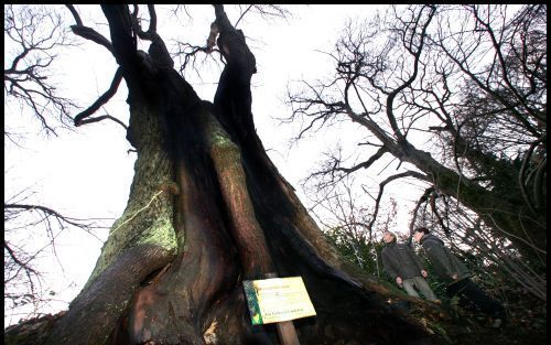 BEEK â€“ De dikste boom van Nederland in de Heerlijkheid Beek (bij Nijmegen) is dinsdag in brand gestoken door onbekenden. De brandweer kon voorkomen dat de 450 jaar oude boom in vlammen opging, maar de kastanje heeft wel forse schade opgelopen.Foto ANP