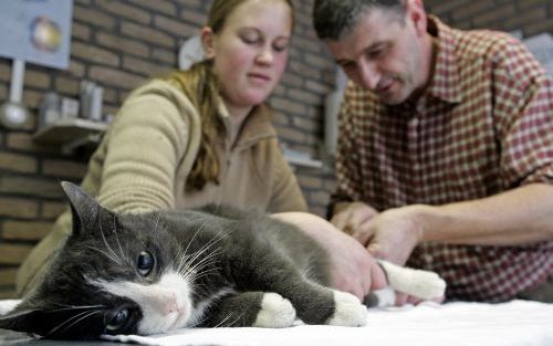 PIJNACKER â€“ De telefoon van de Dierenbescherming staat roodgloeiend sinds de organisatie maandag startte met een actie waarbij eigenaren van katten hun huisdier met korting kunnen laten castreren of steriliseren. Foto: een dierenarts uit Pijnacker castr