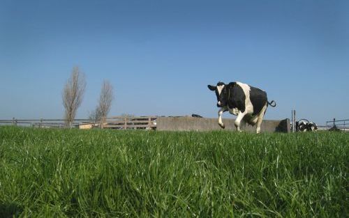 De Nederlandse veevoersector rommelt met het veevoer, aldus het rapport ”Inventarisatie milieucriminaliteit” van de landelijke recherche. Foto RD