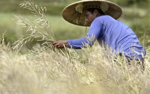 „Het is niet goed te praten dat eenderde van het graan in de derde wereld verhandeld wordt als veevoer, omdat de westerse mens zo veel wil. „Gij zult niet begeren” is het tiende gebod. Er moet nodig weer over gepreekt worden.” Foto EPA