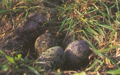 Jan Boomsma en Jouke Idema uit Berlikum zijn de vinders van het eerste Friese kievitsei.