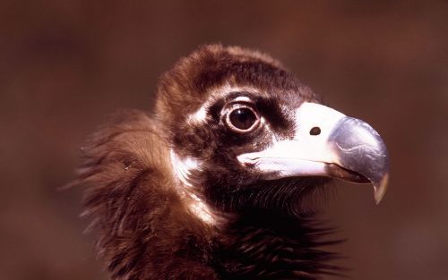 LELYSTAD â€“ De zeldzame monniksgier is gesignaleerd in de Oostvaardersplassen in Flevoland. Dat maakte Staatsbosbeheer dinsdag bekend. De roofvogel, met een spanwijdte van ruim 3 meter, is sinds 1800 slechts drie keer eerder in Nederland gezien. De monni