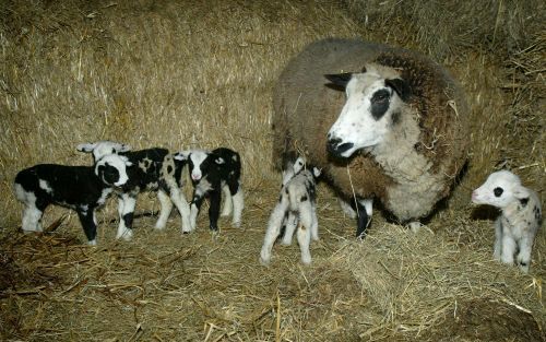 ECHTELD â€“ Bij boer J. van den Berg in Echteld zijn woensdagmorgen vijf gevlekte lammetjes geboren. Een lammetjesvijfling komt niet zo vaak voor. Foto RD, Anton Dommerholt