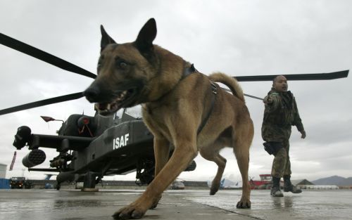 KABUL â€“ Korporaal Mike Soijo zorgde de afgelopen maanden samen met zijn hond Arco onder meer voor de bewaking van Nederlandse Apache gevechtshelikopters op de luchthaven van de Afghaanse hoofdstad Kabul. „Het is mijn maatje. Samen uit, samen thuis.” Fot