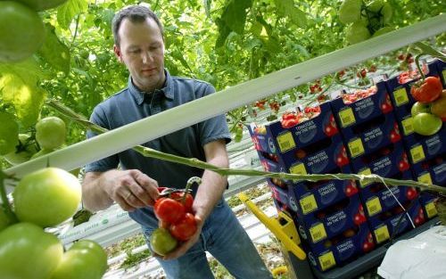 BEMMEL â€“ Eugenio Roelofs uit Bemmel toont de trostomaten die in de kistjes op de automatisch rijdende karren verdwijnen. Het 6,5 hectare grote kassencomplex is volgepropt met de nieuwste snufjes. Foto RD, Anton Dommerholt