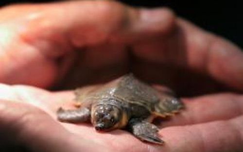 ROTTERDAM - In het nieuwe fokcentrum in Diergaarde Blijdorp in Rotterdam is een zeldzame tweeklauwschildpad geboren. Blijdorp heeft al 28 jaar geen geboorte van de Nieuw-Guinese tweeklauwschildpadden gehad. Foto ANP