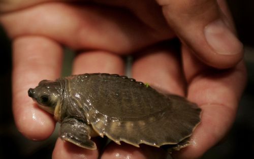 ROTTERDAM â€“ In het nieuwe fokcentrum in Diergaarde Blijdorp in Rotterdam is een zeldzame Nieuw Guinese tweeklauwschildpad geboren. In Blijdorp heeft al 28 jaar geen geboorte van een tweeklauwschildpad plaatsgevonden. Foto ANP