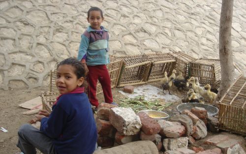 Twee Egyptische kinderen verkopen kippen bij de ringweg die rond CaÃ¯ro loopt. Door de enorme werkloosheid moeten gezinnen alle zeilen bijzetten om brood op de plank te krijgen. Foto RD