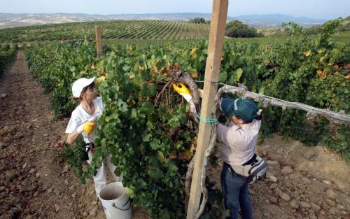 SIENA â€“ Ze plukken in de felle zon druiven, tomaten en andere groenten en fruit voor het luttele bedrag van 25 euro per dag. Ze hebben geen contract en zijn in de helft van de gevallen illegaal. Dat is de situatie van veel seizoensarbeiders in belangrij