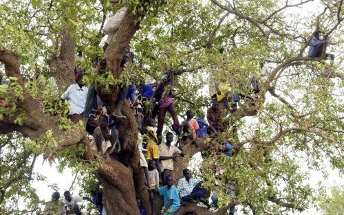 RUMBEK - Kinderen klimmen zaterdag in boom om de Secretarisâ€“generaal van de Verenigde Naties Kofi Annan te zien. Tijdens zijn drie dagen durende bezoek aan Sudan, beloofde Annan hulp aan de zwaar getroffen regio. Foto EPA