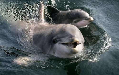 HARDERWIJK â€“ Het dolfijntje dat zaterdagochtend in het Dolfinarium geboren werd, zwom ’s middags al naast zijn moeder. Het dolfijntje, dat nog geen naam heeft, is verwekt met kunstmatige inseminatie. Volgens het zoogdierenpark is dat voor het eerst in E