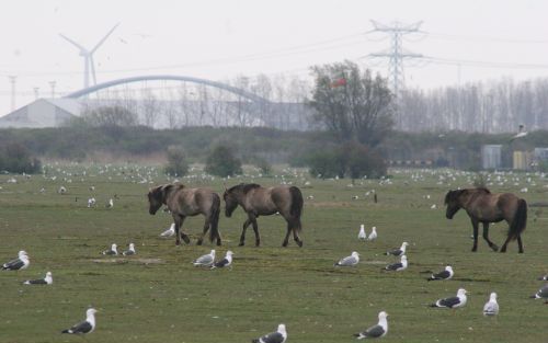 ROZENBURG â€“ Om overlast van meeuwen tegen te gaan, zet het Havenbedrijf Rotterdam een viertal konikpaarden in. „Grazende paarden zorgen voor een grotere diversiteit in de begroeiing. Daar houden meeuwen niet zo van.” Foto Stichting Ark