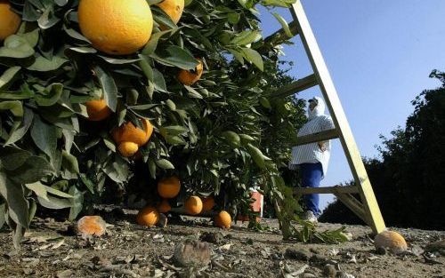 NEW YORK â€“ Het is opvallend dat op de wekelijkse ”farmers market” of ”groene markt” meer vrouwen staan dan mannen. „Vrouwen runnen boerderijen tegenwoordig zelf en veel van mijn collega’s hier zijn eigenaars van hun bedrijf”, zegt Cheryl Rogowski. Wekel