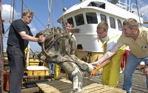 STELLENDAM â€“ In de haven van Stellendam kwam visser P. Oost gisteren binnen met een bijna complete schedel van een mammoet. Hij viste die dinsdag zo’n 15 kilometer buiten Hoek van Holland op. Foto ANP