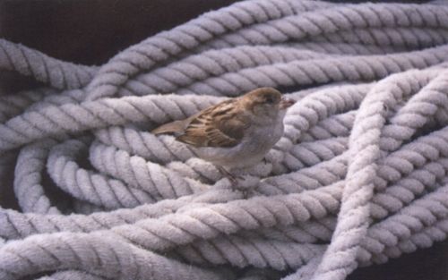 SPAKENBURG â€“ Foto’s naar aanleiding van Spreuken 15:23 en MatthÃ©Ã¼s 6:26. Ze zijn te zien op de tentoonstelling ”Bijbel in Beeld”, die vanaf woensdag een aantal woensdagen te zien is in de Spakenburgse Noorderkerk. Foto’s Klara Schreuder en Weidy van d