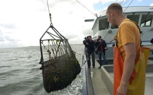 YERSEKE â€“ Een medewerker aan boord van de Yerseke 96 kijkt toe als een net met mossels omhoog wordt gehaald. Yerseke moet het Europees centrum van de mosselhandel blijven, vindt de mosselsector. Maar de Nederlandse overheid werkt daar niet erg aan mee. 