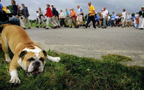 WIJCHEN â€“ Een hondje lijkt het moeilijk te hebben tijdens de tweede etappe van de Nijmeegse Vierdaagse. Dat gold woensdag ook voor mensen: 1851 wandelaars staakten hun deelname. Van de 43.206 deelnemers die dinsdag aan het wandelevenement begonnen, ware