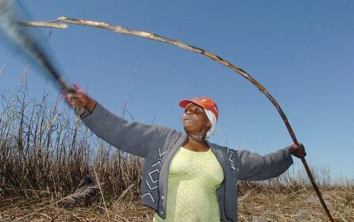 „Waar boeren in Noord en Zuid wat aan hebben, zijn productiebeheersing en het beschermen van hun eigen markten.” Foto: een vrouw aan het werk op een grote suikerplantage in BraziliÃ«. Foto EPA