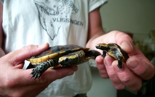 VLISSINGEN â€“ Medewerkers van reptielenzoo Iguana in Vlissingen tonen een volwassen roodkopdeukschildpad (l.) en het vrijdag geboren jong. Het diertje is 5,2 centimeter lang en weegt 17,5 gram. Foto ANP