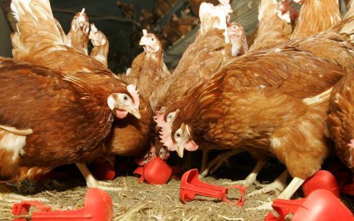 MARIENVELDE â€“ Landbouwminister Veerman stuurt alle scharrelkippen voorlopig naar binnen. Een uitbraak van vogelgriep is gevaarlijk voor mensen en kost overheid en pluimveesector veel geld. Foto: kippen van pluimveehouder Zents, biologisch kippenhouder i