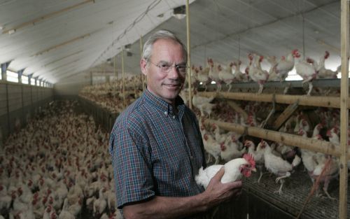 RENSWOUDE â€“ Biologisch pluimveehouder Arie Verbeek uit Renswoude tussen zijn duizenden silvernecks. Gisteren verstreek de deadline van de ophokplicht. Bij Verbeek zijn de luiken al sinds vrijdag dicht. Zijn advies aan landbouwminister Veerman: „Houd de 