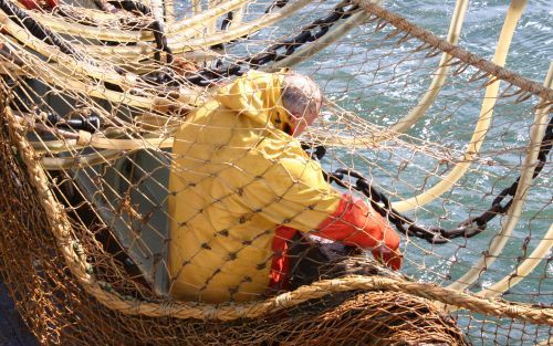 A/B VAN DE UK 153 â€“ Een opvarende van de viskotter UK 153 haalt een nieuw soort vistuig aan boord. De pulskor kent geen zware kettingen meer die over de zeebodem glijden, maar kunststof kabels met elektroden erin die korte pulsen uitzenden. Schol en ton