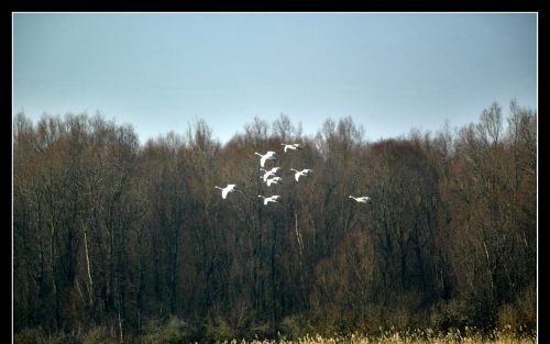 „De biodiversiteit verschraalt. Er sterven op aarde soorten uit met een snelheid die nog nooit eerder is vertoond. De belangrijkste oorzaak vormen wij, mensen.” Foto RD, Henk Visscher