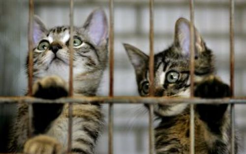 DEN HAAG - Twee jonge katten kijken in het dierenasiel in Den Haag door de tralies naar de vrije buitenwereld. Archieffoto ANP