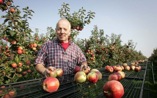 ZEEWOLDE â€“ Fruitteler Marius Oskam raapt appels van de snarenband bij een proefopstelling van een collega in Zeewolde. De oogstmachine is op dit moment onderwerp van een studie van de Wageningen Universiteit. Daarbij worden prestaties en Arbo omstandigh