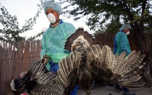 BOEKAREST â€“ Roemeense dierenartsen verzamelen kalkoenen van een plattelandsboerderij in het dorp Ceamurlia de Jos, dat van de buitenwereld is afgesloten. De artsen gebruiken plastic bakken om de dieren te verstikken met CO2 gas, waarna de overblijfselen