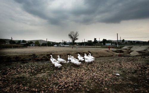 HORIA â€“ Alsof er even verderop niets aan de hand was, waggelden deze witte kwakereenden vrijdag rustig door het veld. Het Roemeense dorp Horia ligt echter dicht in de buurt van het gebied dat vanwege vogelgriep van de buitenwereld is afgesloten. Foto RD