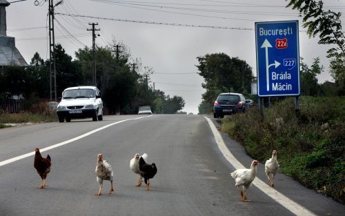 BOEKAREST â€“ De Roemeense autoriteiten hebben afgelopen week de maatregelen verscherpt om te voorkomen dat het vogelgriepvirus zich verder verspreidt over Europa, maar kippen en ander pluimvee lopen op tal van plaatsen in het land nog los rond. De gehele